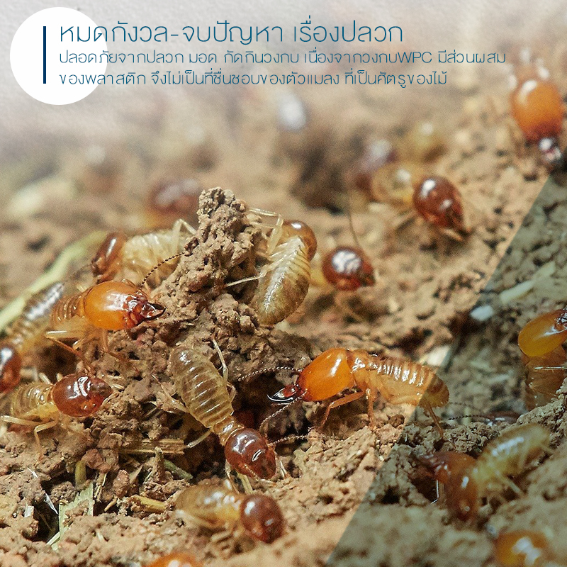 คอนเทน WPC05